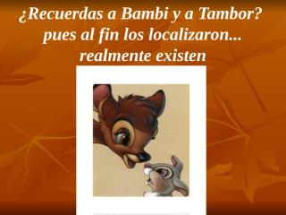 Bambi-yTambor-_arglls (C. Conde).pps